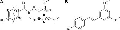 Simulated Microgravity Altered the Metabolism of Loureirin B and the Expression of Major Cytochrome P450 in Liver of Rats